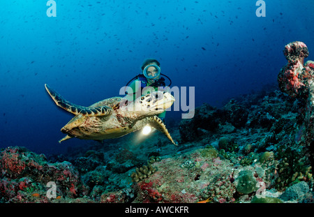 La tortue imbriquée Eretmochelys imbricata et plongeur de l'Océan Indien Maldives Atoll Felidu Banque D'Images