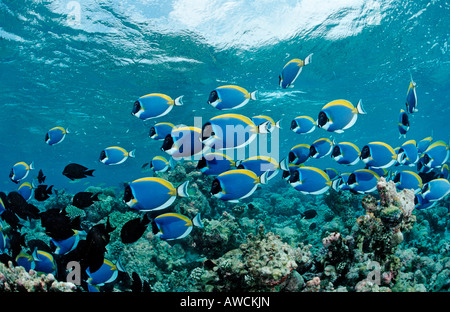 La scolarisation Surgeonfishes bleu poudre Tang Acanthurus leucosternon Océan Indien Maldives atoll Meemu Banque D'Images