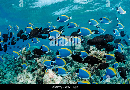 La scolarisation Surgeonfishes bleu poudre Tang Acanthurus leucosternon Océan Indien Maldives atoll Meemu Banque D'Images