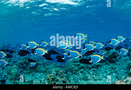 Banc de Surgeonfishes bleu poudre Acanthurus leucosternon Tang Océan Indien Maldives Atoll Felidu Banque D'Images