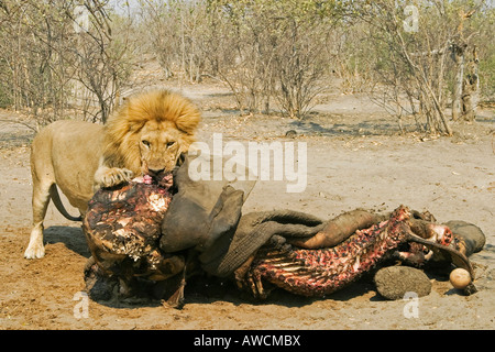 Male lion (Panthera leo) est en train de manger un éléphant capturé, Savuti, Chobe national park, Botswana, Africa Banque D'Images