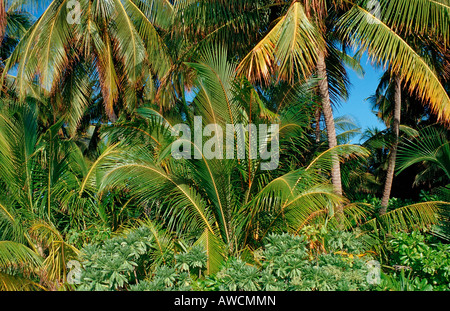 Palmiers sur Maledivian Island Maldives atoll de Meemu Medhufushi Océan Indien Banque D'Images