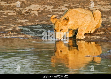 Coupe du lion (Panthera leo) est un étang à trinking, Savuti, parc national de Chobe, Botswana, Africa Banque D'Images