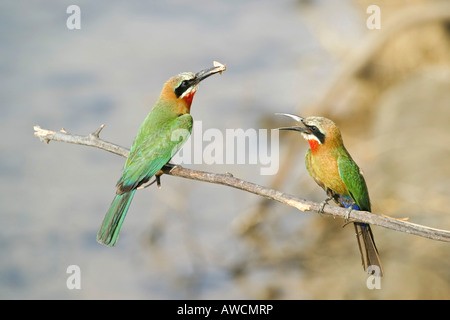 À façade blanche Guêpier (Merops bullockoides) avec un papillon, capturés ou Rivière Zambezi Zambèze, Namibie, Afrique Banque D'Images