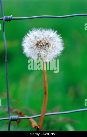 Le pissenlit Taraxacum Ruderalia secte graines 2005 Cornwall Banque D'Images