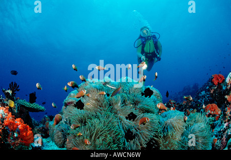 Les Maldives et plongeur poisson clown Amphiprion nigripes Océan Indien Maldives atoll Meemu Banque D'Images