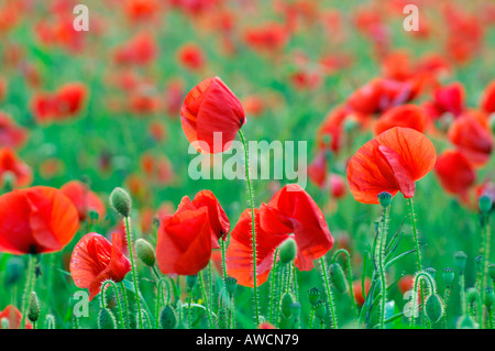 Champ de coquelicots West Pentire Papaver rhoeas cornwall Été 2005 Banque D'Images