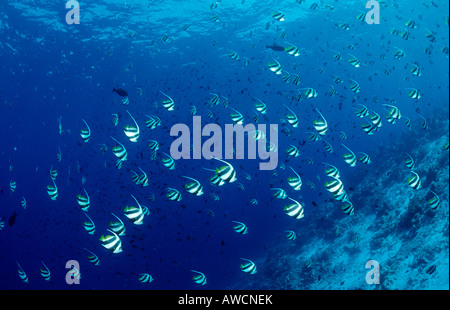 Fanion Bannerfishes Heniochus diphreutes scolarité Océan Indien Maldives atoll Meemu Banque D'Images