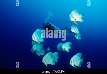 Petit Batfishes et plongeur Platax Teira Océan Indien Maldives atoll Meemu Banque D'Images