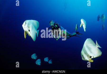 Petit Batfishes et plongeur Platax Teira Océan Indien Maldives atoll Meemu Banque D'Images