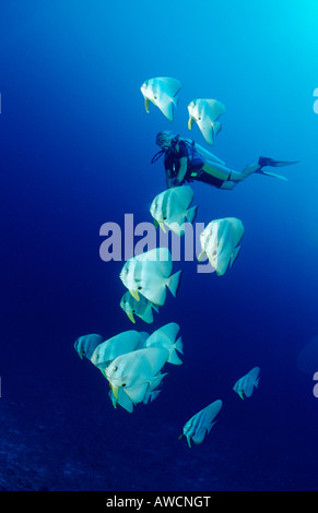 Petit Batfishes et plongeur Platax Teira Océan Indien Maldives atoll Meemu Banque D'Images