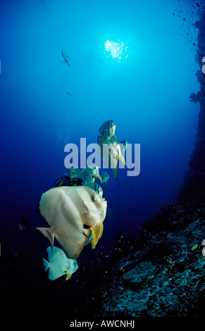 Petit Batfishes et plongeur Platax Teira Océan Indien Maldives atoll Meemu Banque D'Images