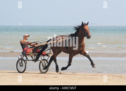 L'entraînement des chevaux de trot sur Utah Beach Normandie France Banque D'Images