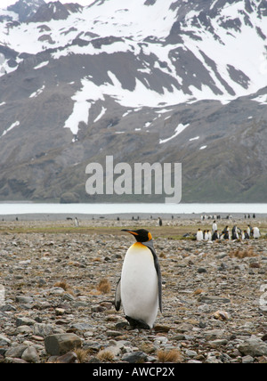 Le roi solitaire penguin sur plage avec des pics enneigés en arrière-plan Banque D'Images