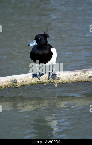 Un homme adulte Fuligule morillon (Aythya fuligula) perché sur se connecter au fil de l'eau avec la tête des plumes dans le vent Banque D'Images