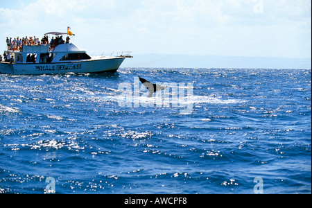 Caraïbes République dominicaine retour voyage d'observation des baleines à bosse dans la baie de Samana Banque D'Images