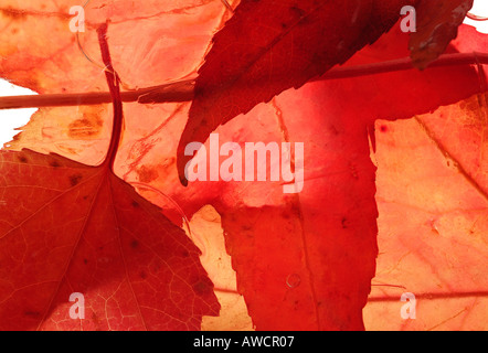 Close up de feuilles d'érable rouge suspendue dans les glaces Banque D'Images