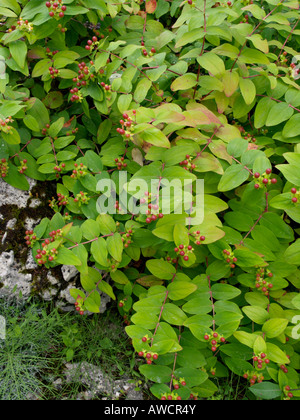 Tutsan (Hypericum androsaemum) Banque D'Images