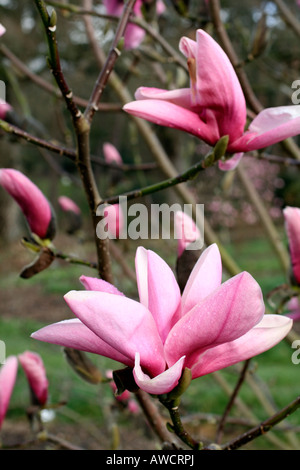 MAGNOLIA AGA STAR WARS Banque D'Images