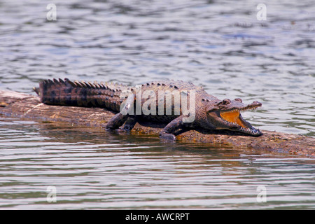 Crocodile, rivière Chagres, Panama Banque D'Images