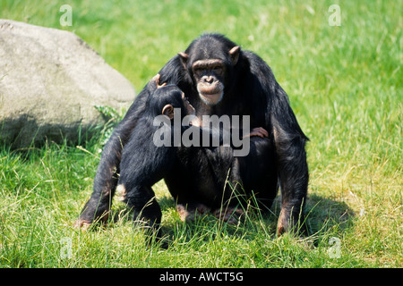 (Pan troglodytes chimpanzé commun) avec bébé Banque D'Images