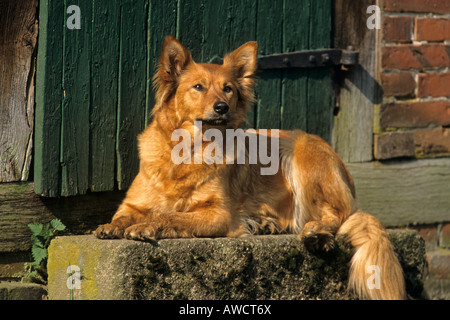 Harzer Fuchs ou chien Fox Harz (Canidae), allemand race de chien Banque D'Images