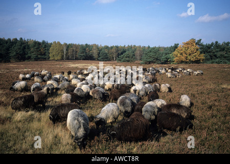 Troupeau de Heath (Ovis), Undeloh, Basse-Saxe, Allemagne, Europe Banque D'Images