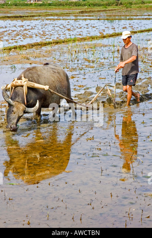 Riziculteur vietnamien labourer son champ avec un buffle d'eau (Bubalus bubalis), Vietnam, Asie du sud-est Banque D'Images