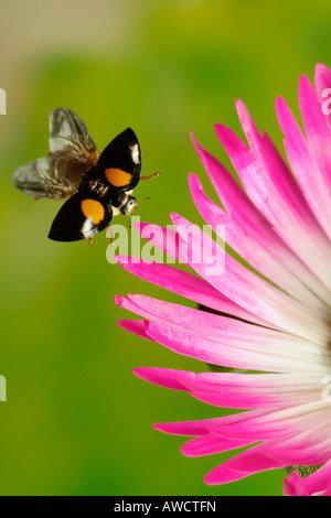 Coccinelle asiatique multicolore ou Coccinelle Arlequin (Harmonia axyridis) Banque D'Images