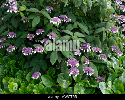 Sargent est l'Hydrangea aspera subsp. sargentiana (Hortensia) Banque D'Images