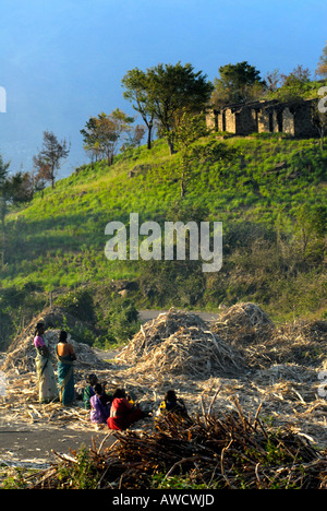 L'EXTRACTION DE JUS DE CANNE À SUCRE POUR LA FABRICATION DE JAGRÉ DANS KOVILOOR PRÈS DE MUNNAR KERALA Banque D'Images