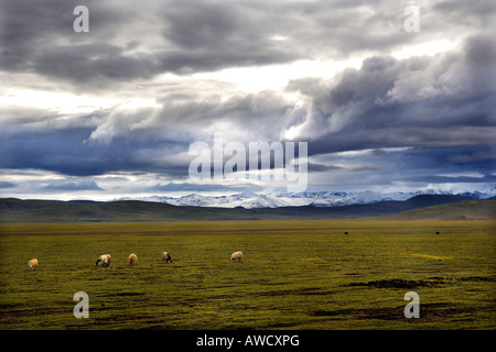 Paysage et moutons près de Nam Tso lake, Tibet Banque D'Images