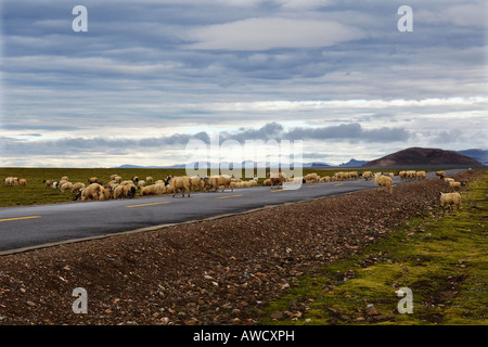 Paysage et moutons près de Nam Tso lake, Tibet Banque D'Images