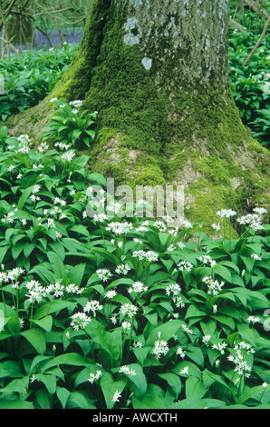 Ramsons (Allium ursinum) moquette autour du tronc de chêne. Banque D'Images