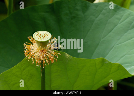 Lotus (Nelumbo) flétri, Shanghai, Chine, Asie Banque D'Images
