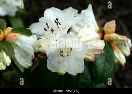 Dame NEIGE RHODODENDRON Banque D'Images