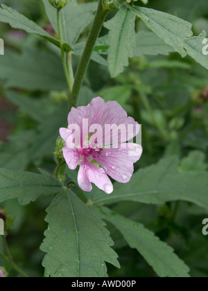 Armenian mallow (althaea cannabina) Banque D'Images