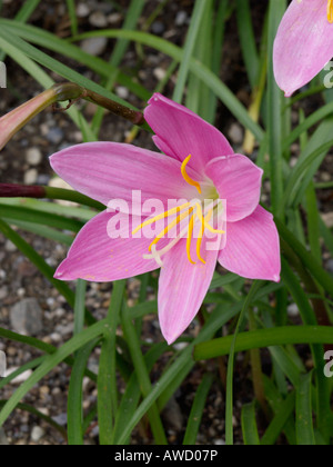 La pluie rose lily (zephyranthes grandiflora) Banque D'Images