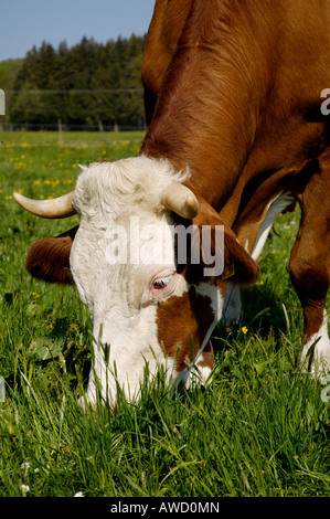 Vache paissant dans les pâturages, Haute-Bavière, Bavaria, Germany, Europe Banque D'Images