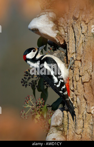 Great Spotted Woodpecker (Dendrocopos major), homme Banque D'Images