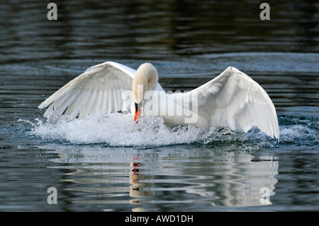 Mute swan (Cygnus olor) l'atterrissage dans l'eau Banque D'Images