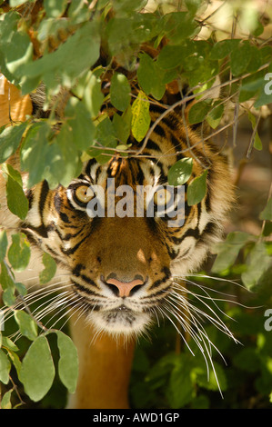 Tigre de Sumatra (Panthera tigris sumatrae), portrait Banque D'Images