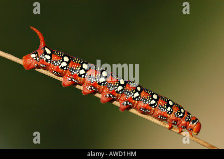 Spurge Hawk-moth (Hyles euphorbiae), Caterpillar Banque D'Images