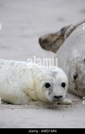 Phoque gris (Halichoerus grypus), femme avec de jeunes Banque D'Images