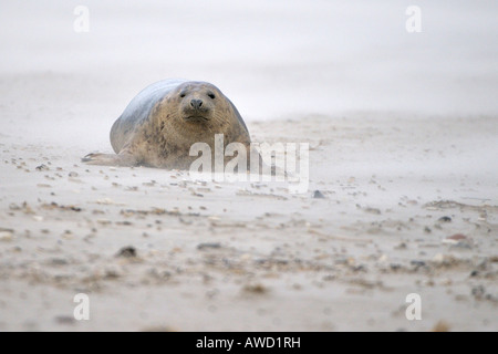 Phoque gris (Halichoerus grypus), femme dans la tempête Banque D'Images