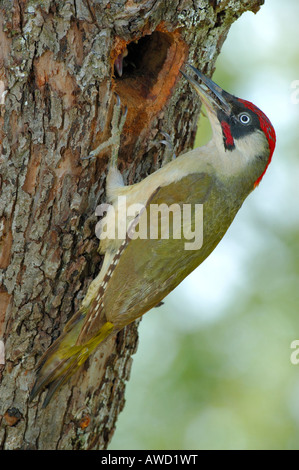 Pic Vert (Picus viridis), l'homme en face de l'orifice de ponte Banque D'Images