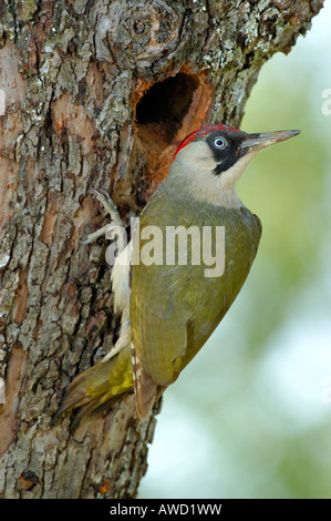 Pic Vert (Picus viridis), l'homme en face de l'orifice de ponte Banque D'Images