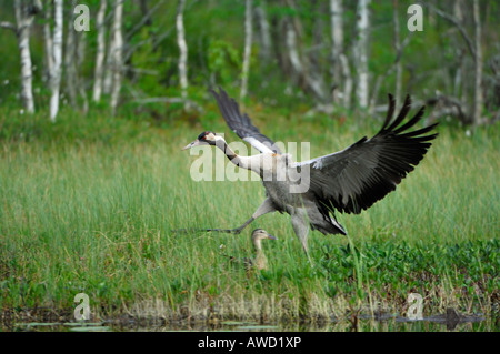 Crane (Grus grus) l'atterrissage à marsh, Dalécarlie, Scandinavie, Suède, Europe Banque D'Images