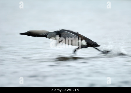 Plongeon arctique (Gavia arctica) décoller de la surface d'un lac, Norway, Scandinavia, Europe Banque D'Images