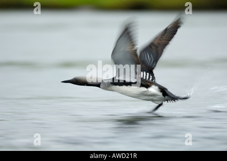 Plongeon arctique (Gavia arctica) décoller de la surface d'un lac, Norway, Scandinavia, Europe Banque D'Images